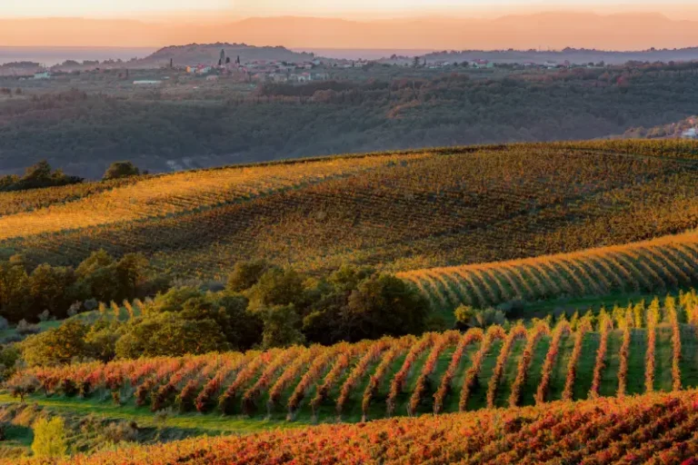 Vineyards
